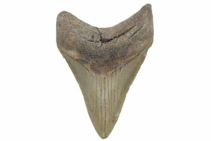 Fossil Megalodon Tooth - North Carolina #225809